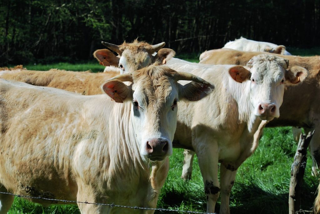 vaches blondes d'acquitaine